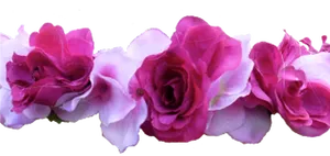 Vibrant Pink Roses Black Background PNG Image