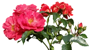 Vibrant Pink Roses Black Background.jpg PNG Image