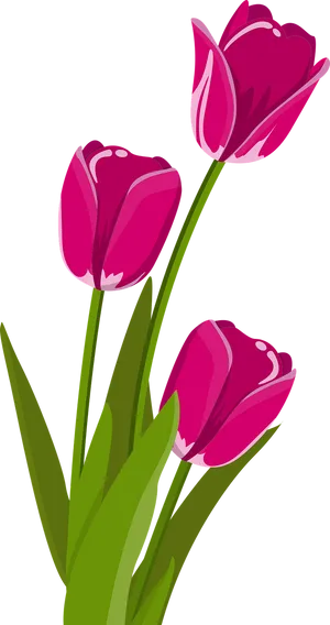 Vibrant Pink Tulips Vector PNG Image