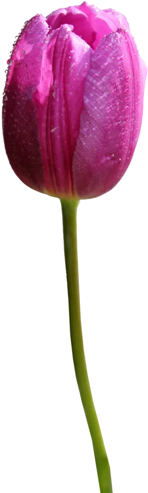 Vibrant Pink Tulipwith Dew Drops PNG Image