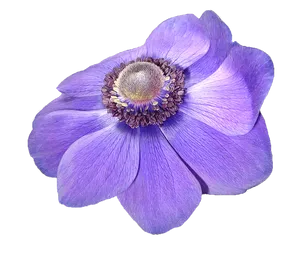 Vibrant Purple Anemone Flower PNG Image