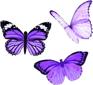 Vibrant Purple Butterflies PNG Image