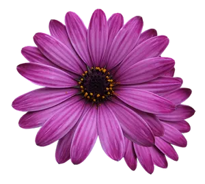 Vibrant_ Purple_ Daisy_ Black_ Background PNG Image