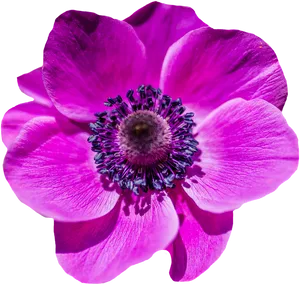 Vibrant Purple Flower Blossom PNG Image