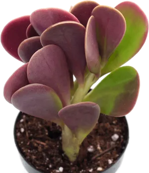 Vibrant_ Purple_ Green_ Succulent_in_ Pot PNG Image