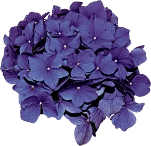 Vibrant Purple Hydrangea Bloom PNG Image