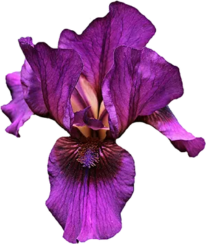 Vibrant Purple Iris Flower.png PNG Image