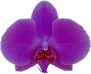 Vibrant Purple Orchid Bloom PNG Image