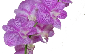 Vibrant Purple Orchid Blooms PNG Image