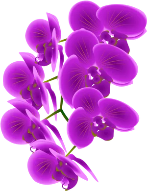 Vibrant Purple Orchids PNG Image