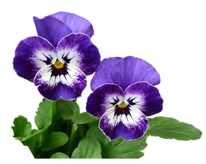 Vibrant Purple Pansies Black Background PNG Image