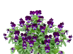 Vibrant Purple Pansies Black Background PNG Image