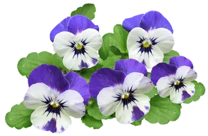 Vibrant Purple Pansies Transparent Background PNG Image