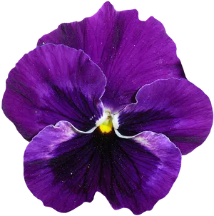 Vibrant Purple Pansy Flower.png PNG Image