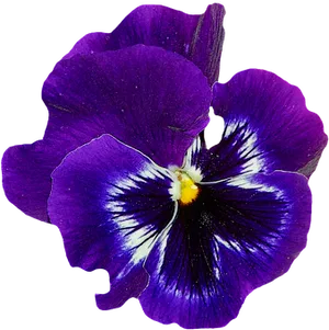 Vibrant Purple Pansy Flower PNG Image