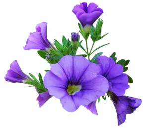 Vibrant Purple Petunia Flowers.png PNG Image