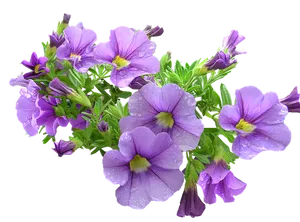 Vibrant Purple Petunias Black Background PNG Image