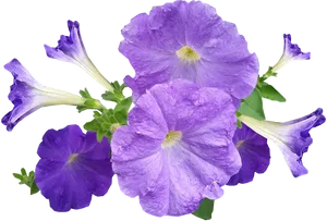 Vibrant_ Purple_ Petunias.png PNG Image