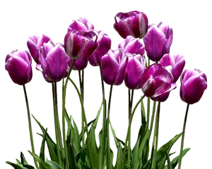 Vibrant_ Purple_ Tulips_ Against_ Black_ Background.jpg PNG Image