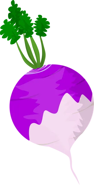 Vibrant Purple Turnip Vector PNG Image