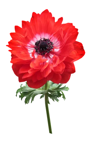 Vibrant Red Anemone Flower PNG Image