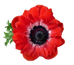 Vibrant Red Anemone Flower PNG Image