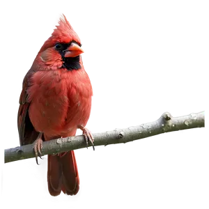 Vibrant Red Cardinal Png 06292024 PNG Image