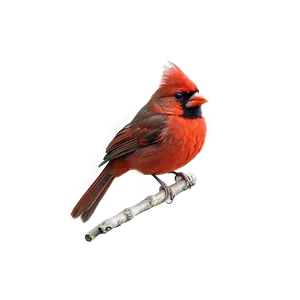 Vibrant Red Cardinal Png Cww59 PNG Image