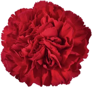 Vibrant Red Carnation Flower PNG Image