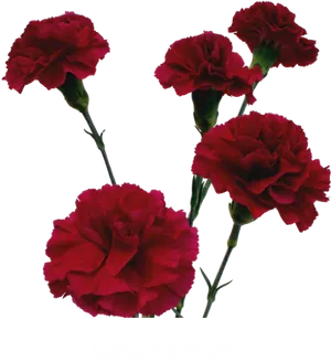 Vibrant Red Carnations Isolated PNG Image