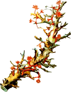 Vibrant Red Coral Branch PNG Image