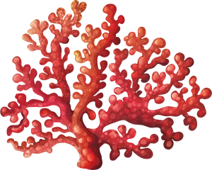 Vibrant Red Coral Illustration PNG Image