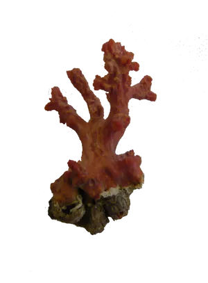 Vibrant Red Coral Specimen PNG Image