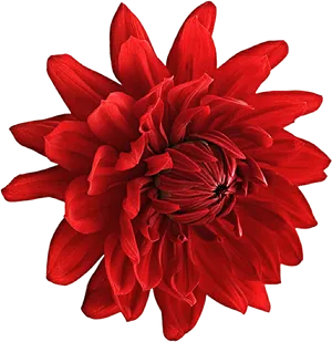 Vibrant_ Red_ Dahlia_ Flower.png PNG Image