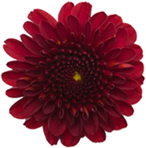 Vibrant Red Dahlia Flower PNG Image