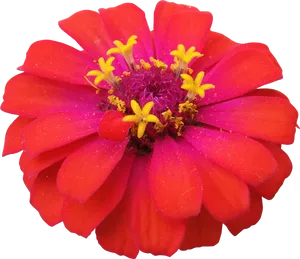 Vibrant Red Flowerwith Yellow Stamens PNG Image