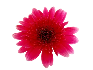 Vibrant Red Gerbera Daisy PNG Image