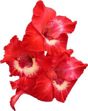 Vibrant Red Gladiolus Flowers PNG Image