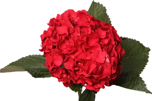 Vibrant Red Hydrangea Bloom PNG Image