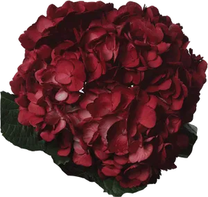 Vibrant_ Red_ Hydrangea_ Bloom PNG Image