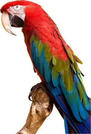 Vibrant Red Macaw Perched PNG Image