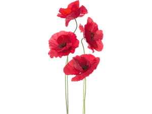 Vibrant_ Red_ Poppies_ Against_ Textured_ Background PNG Image