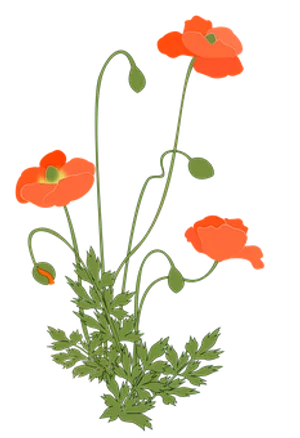 Vibrant Red Poppies Illustration PNG Image