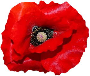 Vibrant Red Poppy Flower PNG Image