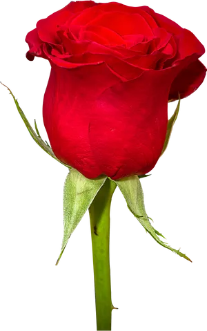 Vibrant Red Rose Black Background.jpg PNG Image