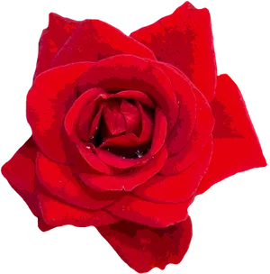 Vibrant_ Red_ Rose_ Closeup.jpg PNG Image