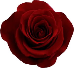 Vibrant Red Rose Isolated PNG Image