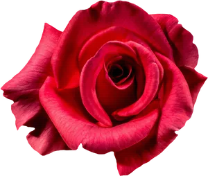 Vibrant Red Rose Isolated.png PNG Image