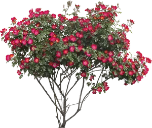 Vibrant Red Rose Tree Flourishing PNG Image