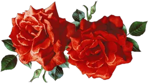 Vibrant_ Red_ Roses_ Black_ Background.jpg PNG Image